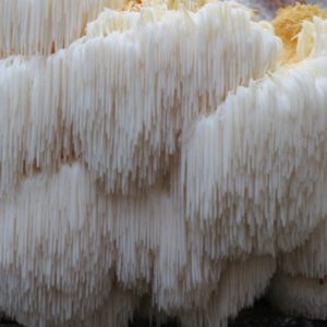 Lion's Mane Agar Plate