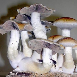 Golden Mammoth Spore Print