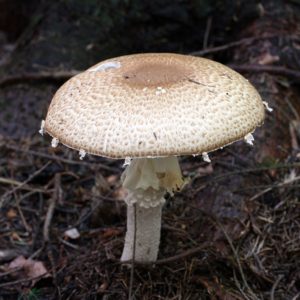 The Prince Agaric Liquid Culture