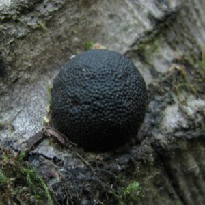 Black Fungus (Annulohypoxylon Sp.) Liquid Culture