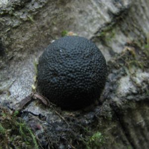 Black Fungus (Annulohypoxylon Sp.) Agar Plate