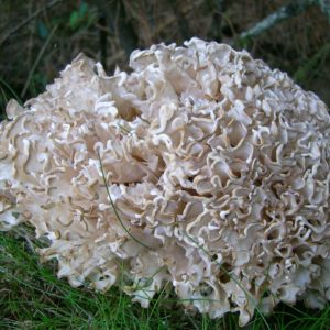 Cauliflower Mushroom Liquid Culture