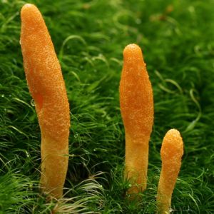 Cordyceps Militaris Liquid Culture