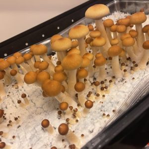 Golden Halo Spore Syringe