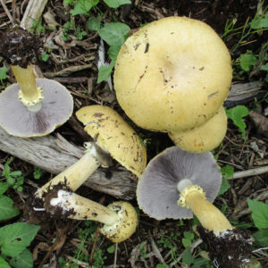 Golden Wine Cap Liquid Culture