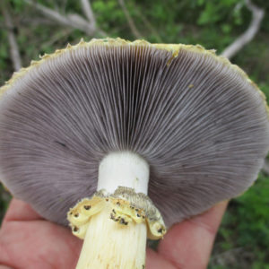 Golden Wine Cap Agar Plate