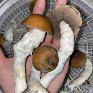 Blue Magnolia Classic Swab Set