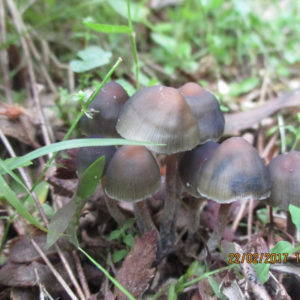 Psilocybe papuana Swabs