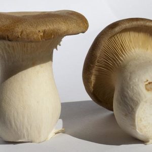 King Oyster Liquid Culture