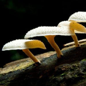 Pestalotiopsis Microspora (Plastic Eater) Mushroom Liquid Culture