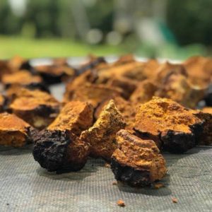 Chaga Liquid Culture