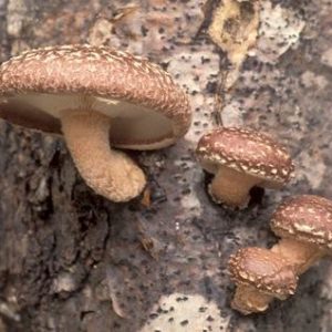 Warm Fruiting Shiitake Liquid Culture