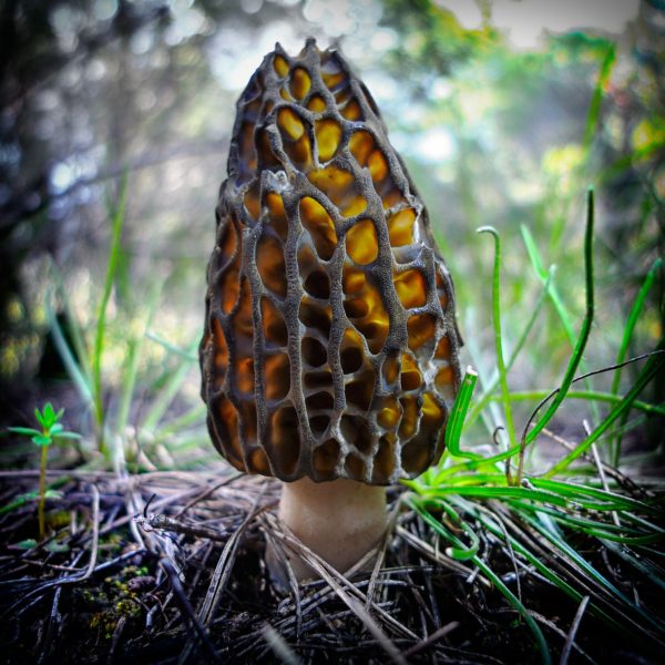Black Morel Liquid Culture