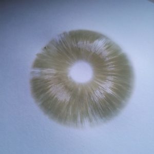 Cambodian Spore Print