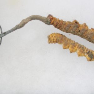 Ophiocordyceps sinensis Liquid Culture