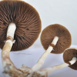 Brazil-Corumba Spore Syringe