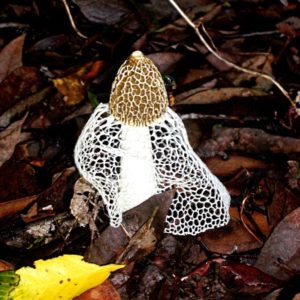 Long Net Stinkhorn Liquid Culture