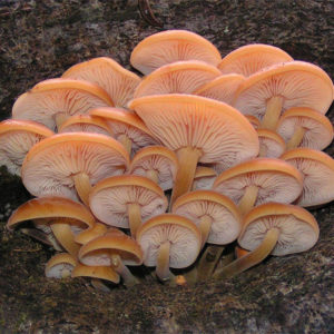 Golden Enoki Agar Plate