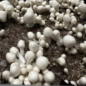 Leucistic Penis Envy Uncut Spore Syringe