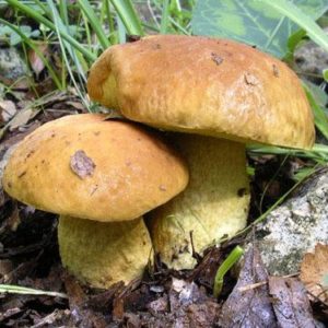Leccinum lepidum