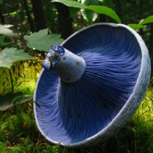 Indigo Milkcap Liquid Culture
