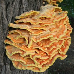 Chicken Of The Woods Liquid Culture