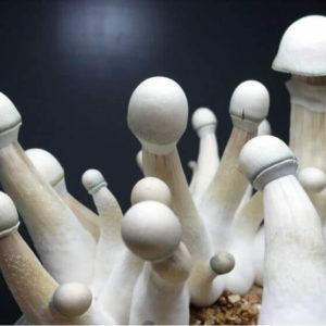 Moby Dick Spore Syringe