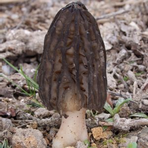 Burn Morel (Tomentosa) Agar Plate