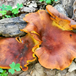 Jack O'Lantern Mushroom Agar Plate