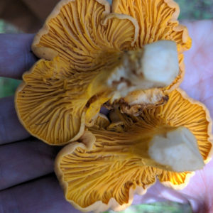 Golden Chanterelle Liquid Culture