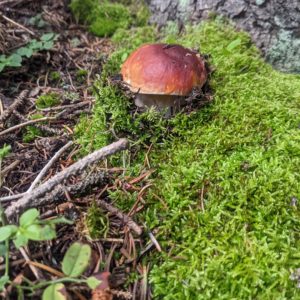 Fresh Foraged Boletes