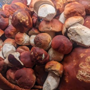 Boletus Rubriceps Agar Plate