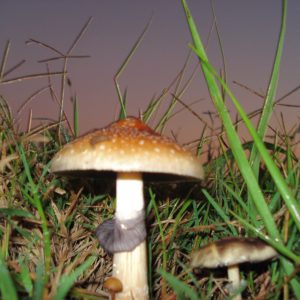 Redboy Spore Syringe