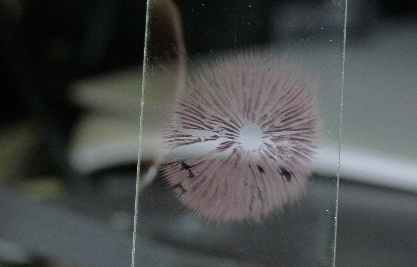 Psilocybe_stuntzii_purple_spore_print_on_glass_slide__28using_flash_and_lighting_29_6e28d6eb-5553-4502-9672-072db86091ce
