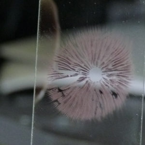 Mr. White Spore Syringe