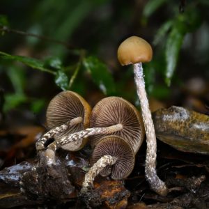 Psilocybe zapotecorum Swabs