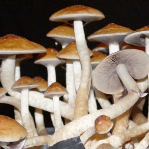 Jack Frost 4D Spore Swabs