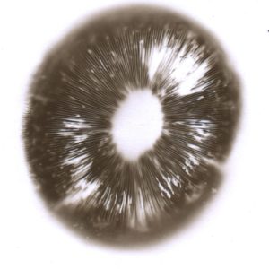 Redspore Spore Syringe