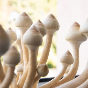 True Albino Teacher Spore Syringe