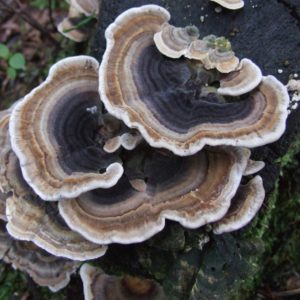 Turkey Tail Liquid Culture