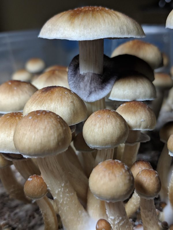Golden Teacher Spore Syringe