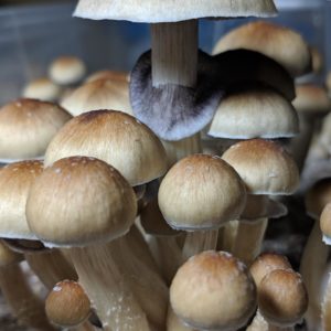 Leucistic Golden Teacher Spore Syringe