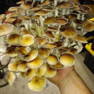 Aztec God Spore Print