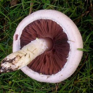 Field Mushroom (Agaricus campestris) Agar Plate