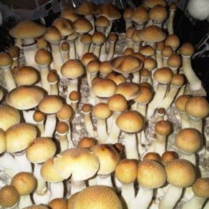 Aztec God Spore Syringe