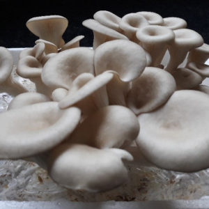 Grey Oyster Liquid Culture