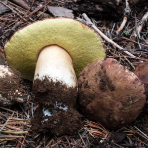 King Bolete Liquid Culture