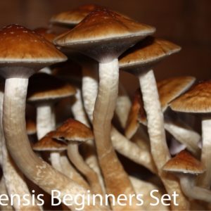 Cubensis Beginner's Set