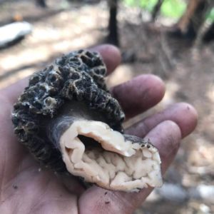 Burn Morel (Tomentosa) Liquid Culture