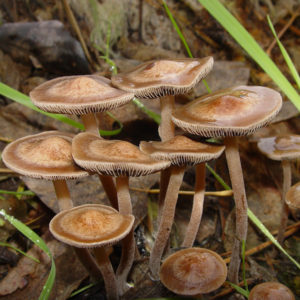Panaeolus cinctulus Swab